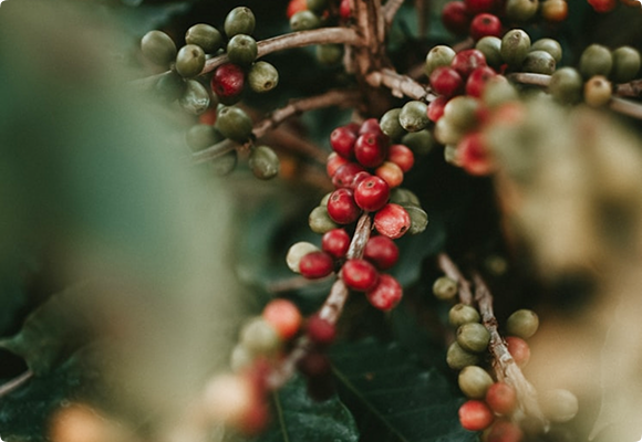 Sourcing & Green-bean Inspection